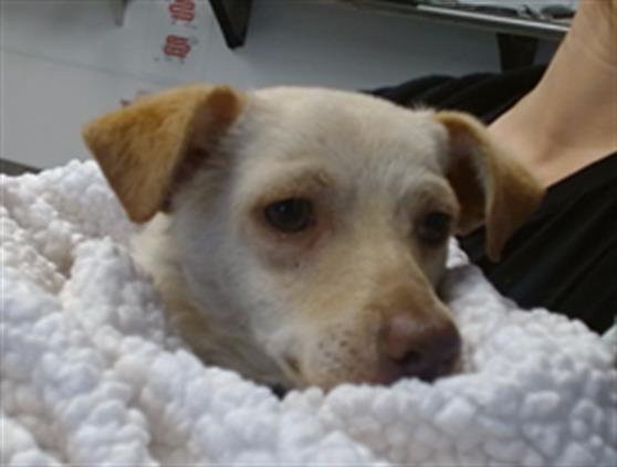 Shelter Stray Male Dog last seen GOLDEN GATE PARK / SPRECKELS LAKE, 1419 Bryant St, San Francisco, CA 94103, USA