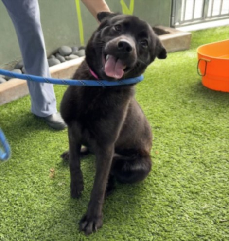 Shelter Stray Female Dog last seen , 14409 Vanowen St, Van Nuys, CA 91405, USA