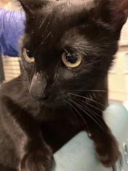 Shelter Stray Female Cat last seen Near BLK FELSON ST, CERRITOS, CA 90703, Cerritos, CA 90703, USA