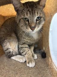 Shelter Stray Male Cat last seen Near BLOCK S STATE ST, HEMET CA 92543, 581 S Grand Ave, San Jacinto, CA 92582, USA