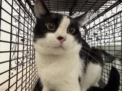 Shelter Stray Male Cat last seen , 957 N Gaffey St, San Pedro, CA 90731, USA