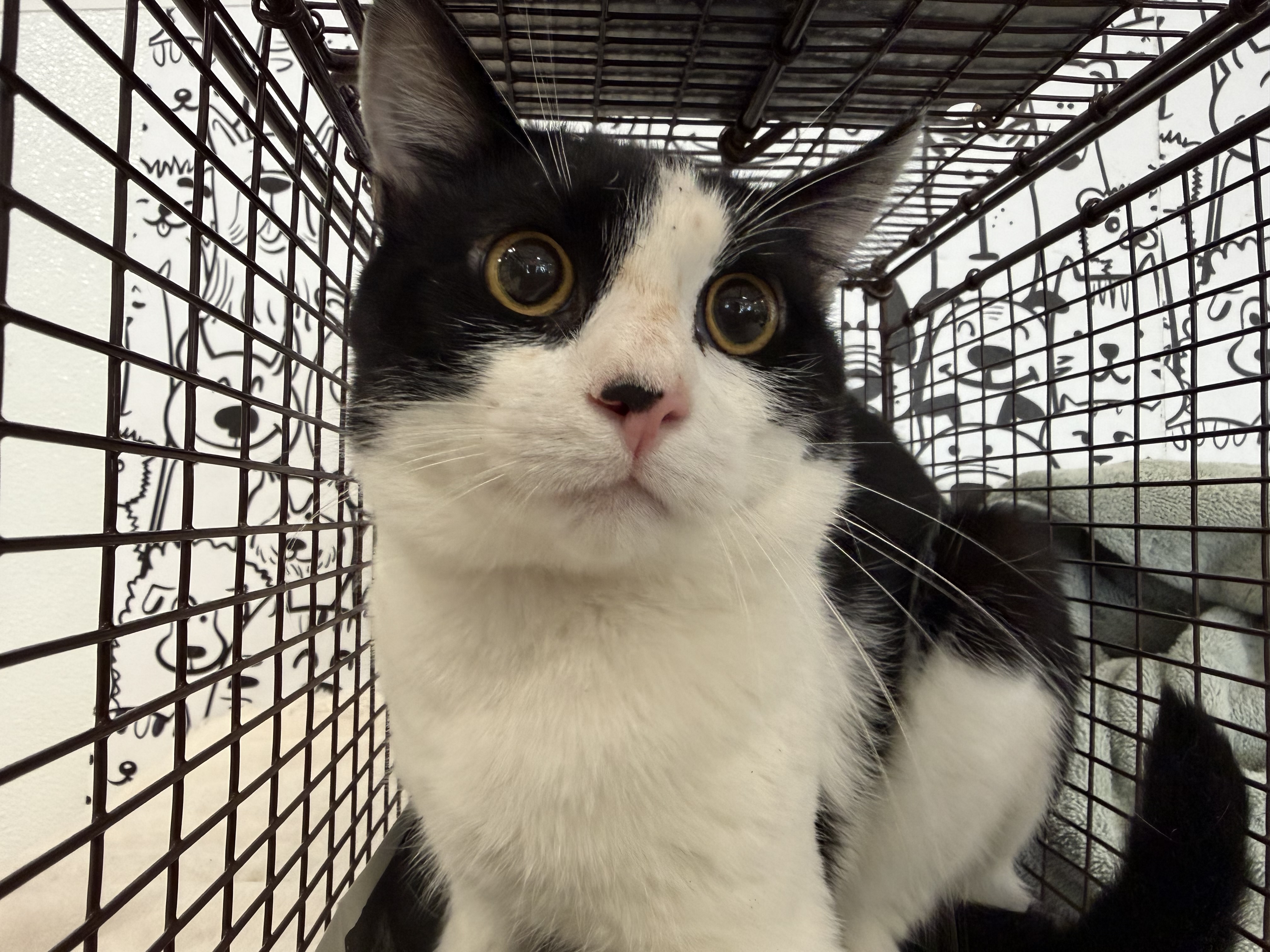 Shelter Stray Male Cat last seen , 957 N Gaffey St, San Pedro, CA 90731, USA