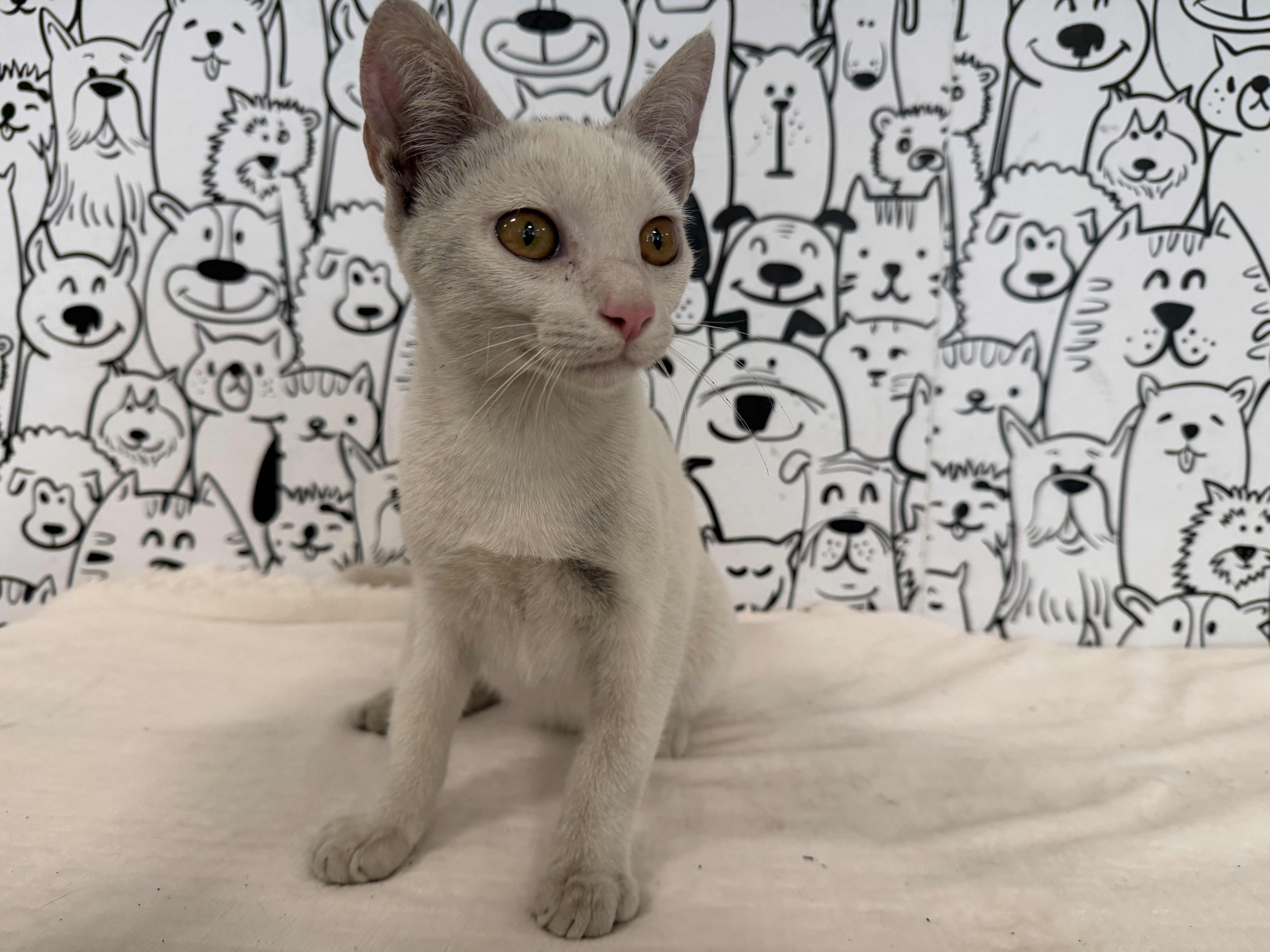 Shelter Stray Male Cat last seen , 957 N Gaffey St, San Pedro, CA 90731, USA