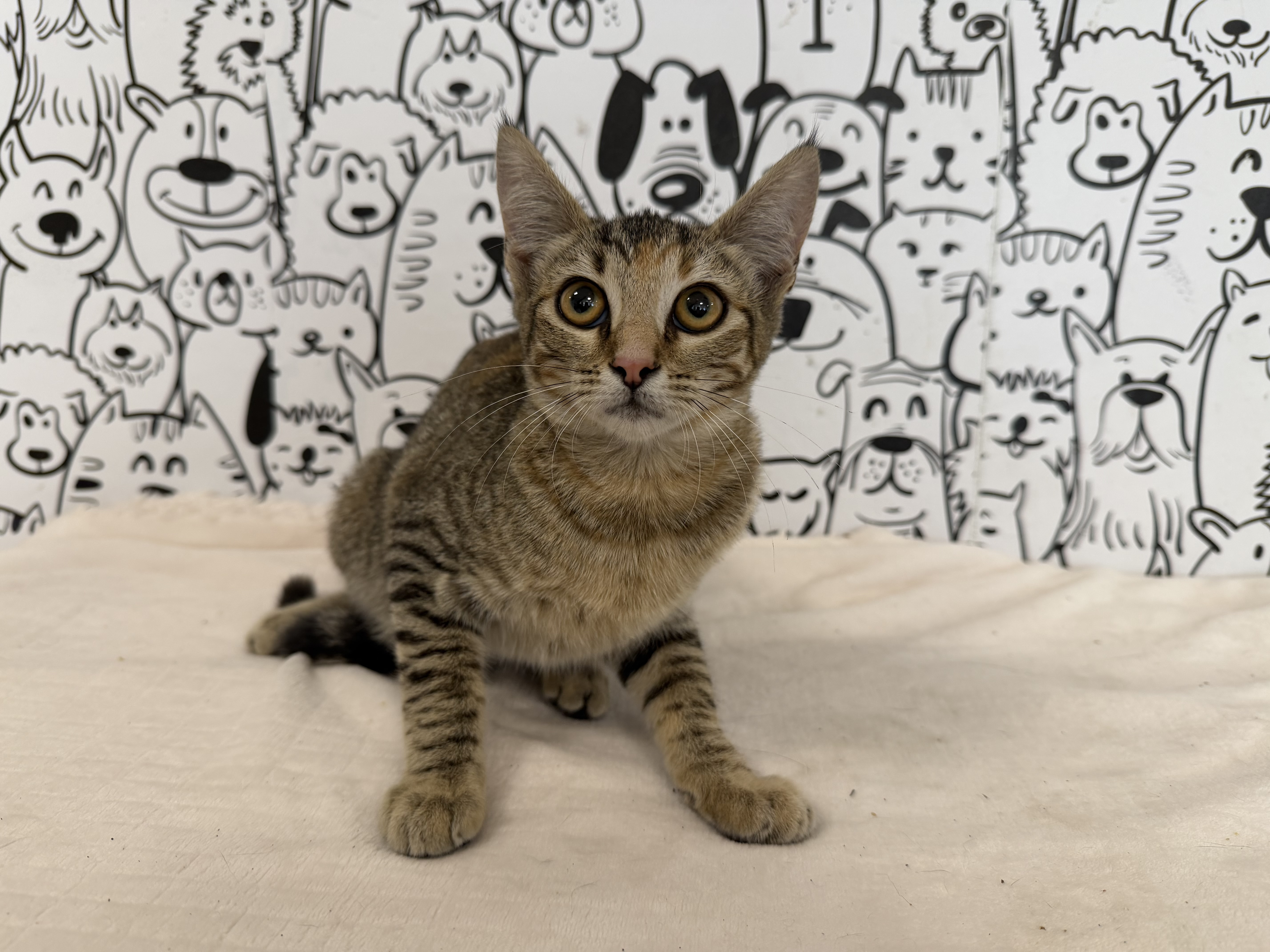 Shelter Stray Female Cat last seen , 957 N Gaffey St, San Pedro, CA 90731, USA
