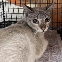 Shelter Stray Female Cat last seen , 1850 W 60th St, Los Angeles, CA 90047, USA