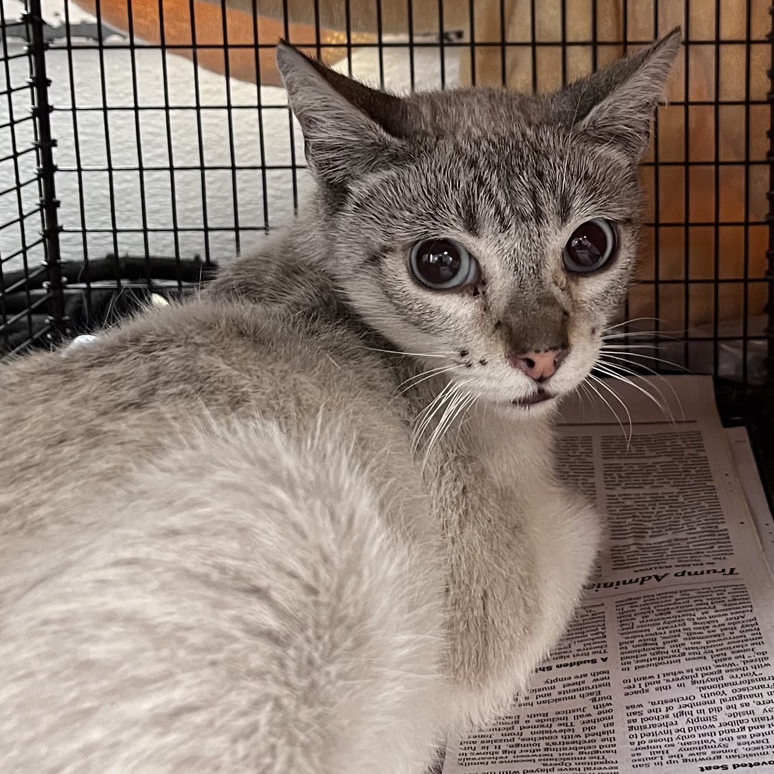Shelter Stray Female Cat last seen , 1850 W 60th St, Los Angeles, CA 90047, USA
