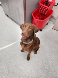 Shelter Stray Female Dog last seen NORDMAN WAY / MAINLINE DR, 9150 Union Park Way, Elk Grove, CA 95624, USA