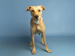 Shelter Stray Female Dog last seen 40TH ST/VAN BUREN ST, 5501 E Van Buren St, Phoenix, AZ 85008, USA