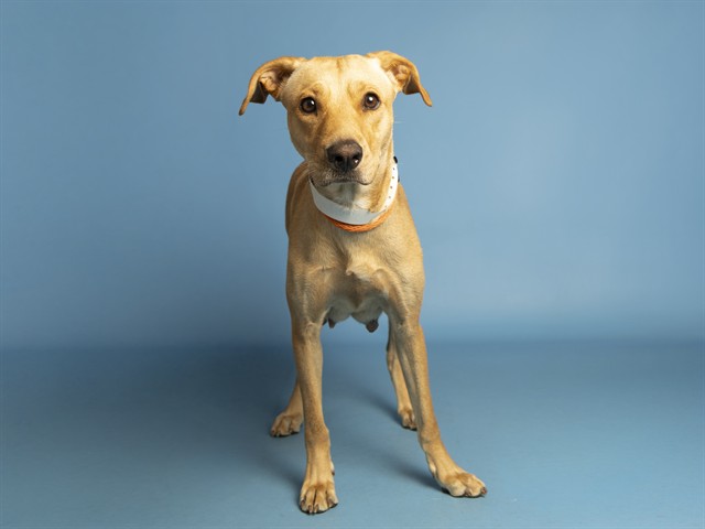 Shelter Stray Female Dog last seen 40TH ST/VAN BUREN ST, 5501 E Van Buren St, Phoenix, AZ 85008, USA