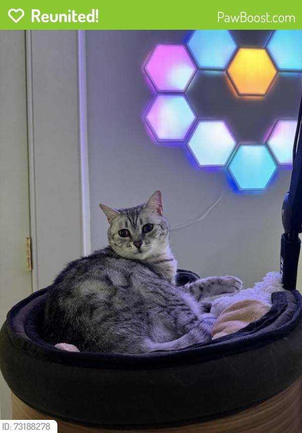 Reunited Female Cat last seen Near Wellesley St, Weston, MA, Weston, MA 02493