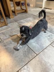 Lost Female Dog last seen Near 44th and Western, South OKC, Oklahoma City, OK 73109