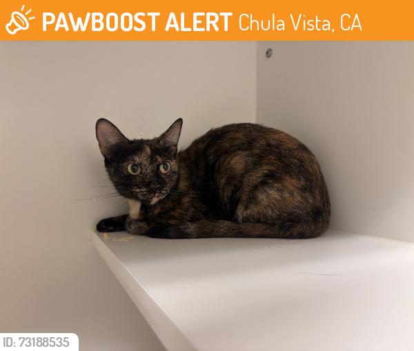 Found/Stray Unknown Cat last seen E H street, Chula Vista, CA 91912