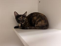 Found/Stray Unknown Cat last seen E H street, Chula Vista, CA 91912