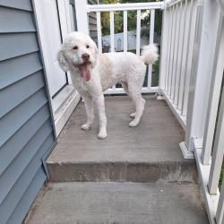 Found/Stray Unknown Dog last seen Iris st, Albany, NY 12205