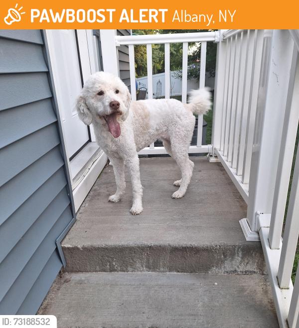 Found/Stray Unknown Dog last seen Iris st, Albany, NY 12205