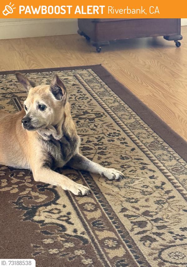 Found/Stray Male Dog last seen Near jackson ave riverbank jackson and morrill, Riverbank, CA 95367