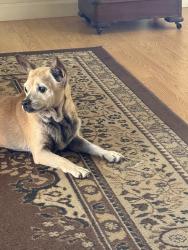 Found/Stray Male Dog last seen Near jackson ave riverbank jackson and morrill, Riverbank, CA 95367