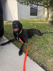 Reunited Male Dog last seen Ayersworth Glenn, Balm, FL 33598