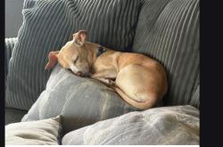 Lost Female Dog last seen Lake rd, Hickman, CA 95323