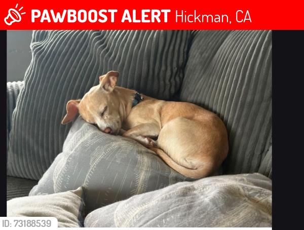 Lost Female Dog last seen Lake rd, Hickman, CA 95323