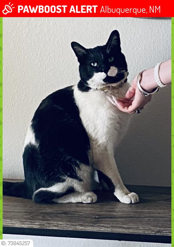 Lost Male Cat last seen Running water cr, Albuquerque, NM 87123