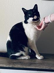 Lost Male Cat last seen Running water cr, Albuquerque, NM 87123