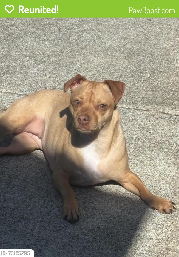 Reunited Female Dog last seen The bridge going over the river by national park campsite, Granite Falls, WA 98252