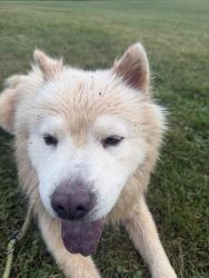 Reunited Male Dog last seen Fergus dog park, Centre Wellington, ON N1M 0E1