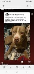 Lost Male Dog last seen Panhandle rd Hampton ga, Hampton, GA 30228
