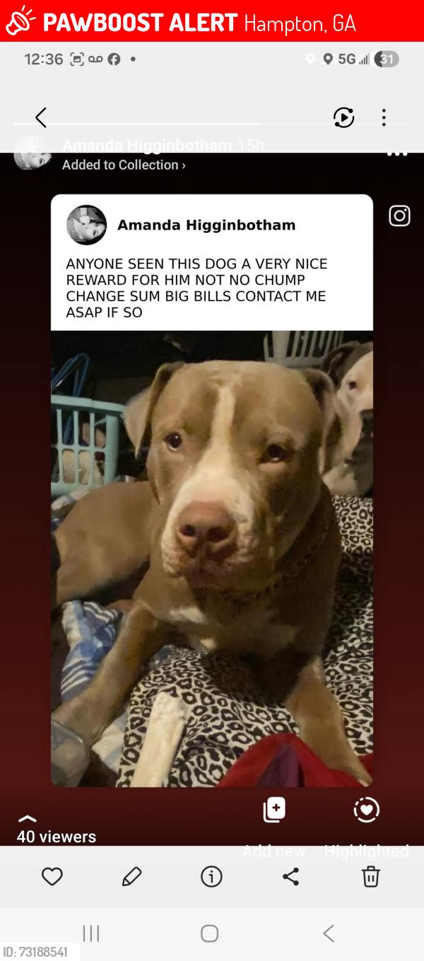 Lost Male Dog last seen Panhandle rd Hampton ga, Hampton, GA 30228