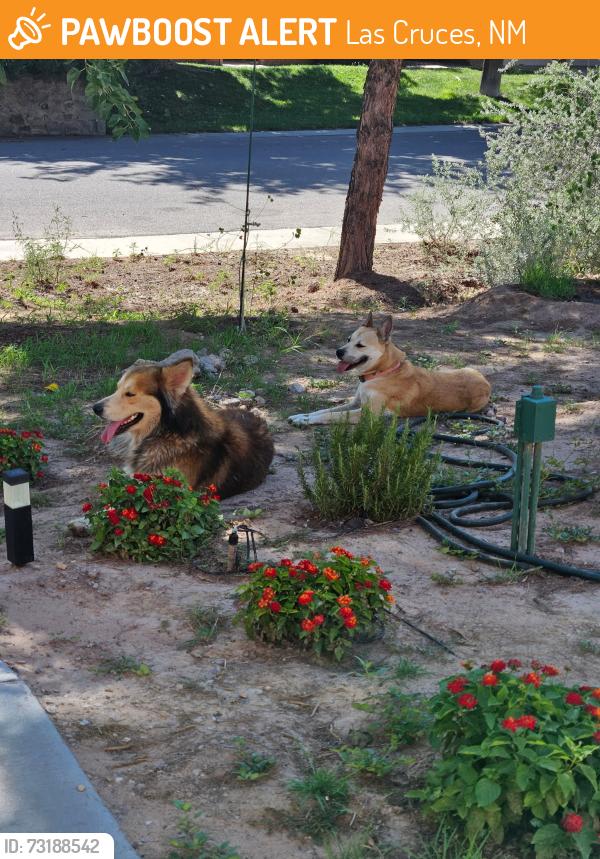 Found/Stray Female Dog last seen Stern, Las Cruces, NM 88001