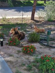 Found/Stray Female Dog last seen Stern, Las Cruces, NM 88001