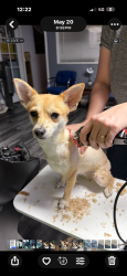 Lost Female Dog last seen Redondo Beach Pier, Redondo Beach, CA 90277