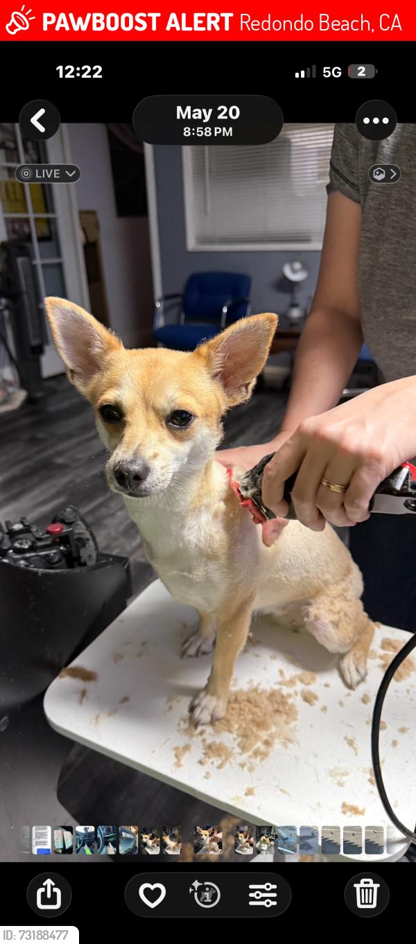 Lost Female Dog last seen Redondo Beach Pier, Redondo Beach, CA 90277