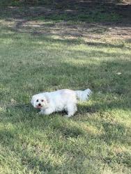 Reunited Female Dog last seen Timmaron aTrl, Fort Worth, TX 76140
