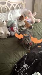 Lost Female Cat last seen JACON WAY/ EL ORO LN, Pacific Palisades, Los Angeles, CA 90272