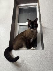 Reunited Female Cat last seen 35th and newton, Denver, CO 80211