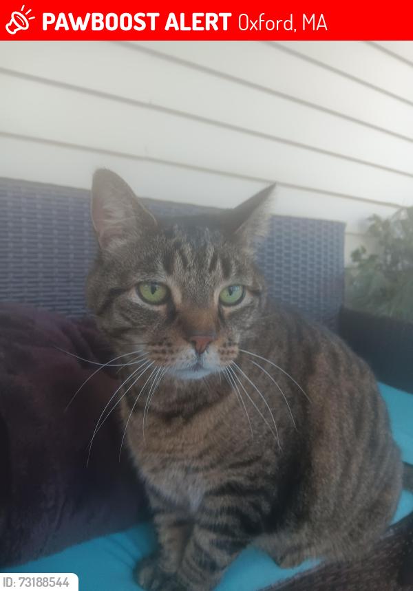 Lost Male Cat last seen Prospect Street, Oxford, MA 01537