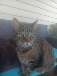 Lost Male Cat last seen Prospect Street, Oxford, MA 01537