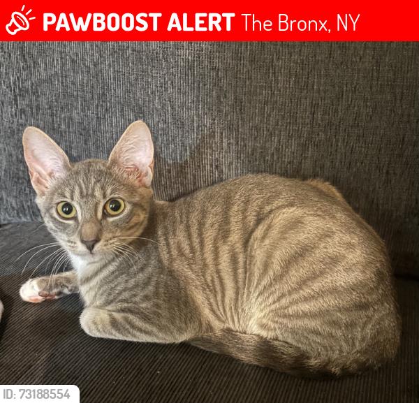 Lost Female Cat last seen Grand Ave, The Bronx, NY 10453
