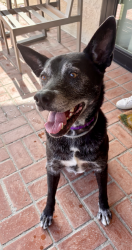 Found/Stray Male Dog last seen Dapple Gray Elementary School, Rolling Hills Estates, CA 90274