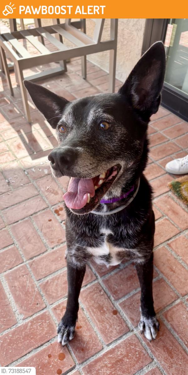 Found/Stray Male Dog last seen Dapple Gray Elementary School, Rolling Hills Estates, CA 90274