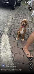 Lost Female Dog last seen Honey hill, Miami Gardens, FL 33055