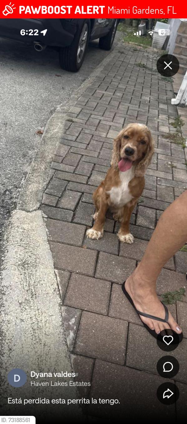 Lost Female Dog last seen Honey hill, Miami Gardens, FL 33055