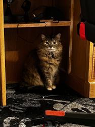 Lost Female Cat last seen Santa Venetia Park, Chula Vista, CA 91913