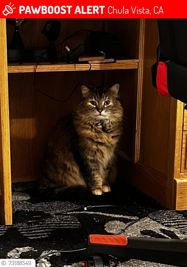 Lost Female Cat last seen Santa Venetia Park, Chula Vista, CA 91913