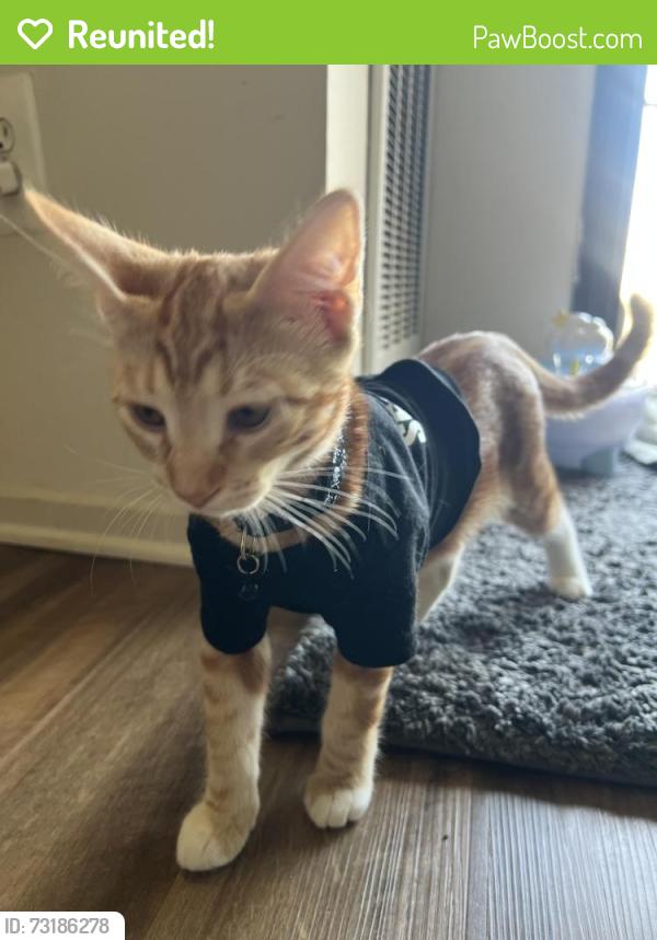 Reunited Male Cat last seen At accotink park near mile marker 3.0 - close to 3 benches, Springfield, VA 22150