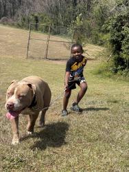 Lost Male Dog last seen Panhandle. Sawmill rd, Hampton, GA 30228