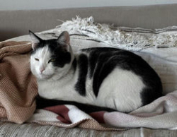 Lost Male Cat last seen 23rd St and Manhattan Ave in Manhattan Beach 90266, Manhattan Beach, CA 90266