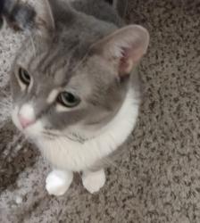 Reunited Female Cat last seen Hartwell Cove Apts, Anderson, SC 29621
